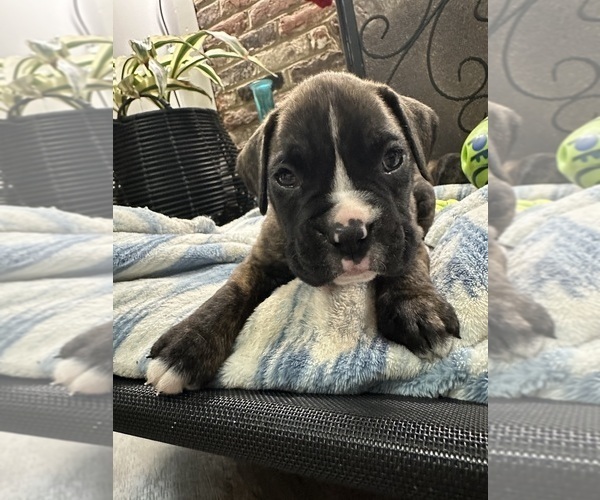 Medium Photo #38 Boxer Puppy For Sale in RALEIGH, NC, USA