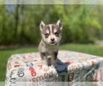 Puppy Axel Pomsky