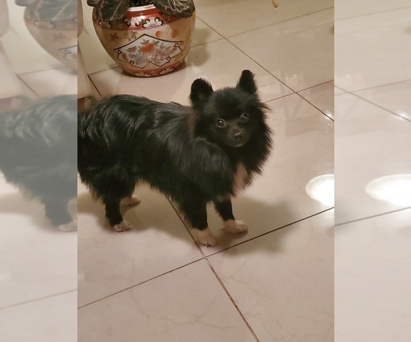 Medium Photo #1 Pomeranian Puppy For Sale in PEMBROKE PNES, FL, USA