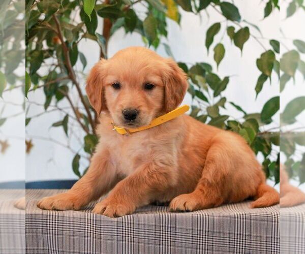 Medium Photo #4 Golden Retriever Puppy For Sale in LITITZ, PA, USA