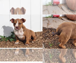 American Bully Dog for Adoption in DOWNEY, California USA