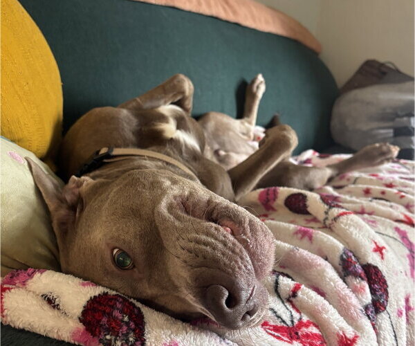 Medium Photo #5 Mutt Puppy For Sale in Cary, NC, USA