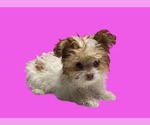 Small #6 Maltipoo (Miniature)