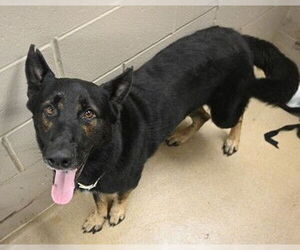 German Shepherd Dog Dogs for adoption in Decatur, IL, USA