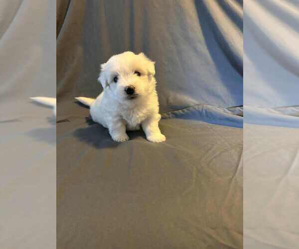 Medium Photo #1 Coton de Tulear Puppy For Sale in TIMBER, OR, USA