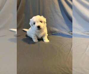 Medium Coton de Tulear