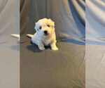 Puppy Avaline Coton de Tulear