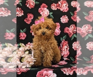 Poodle (Toy) Puppy for sale in PARADISE, PA, USA