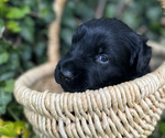 Small #2 Black Russian Terrier
