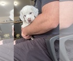 Small #1 Llewellin Setter