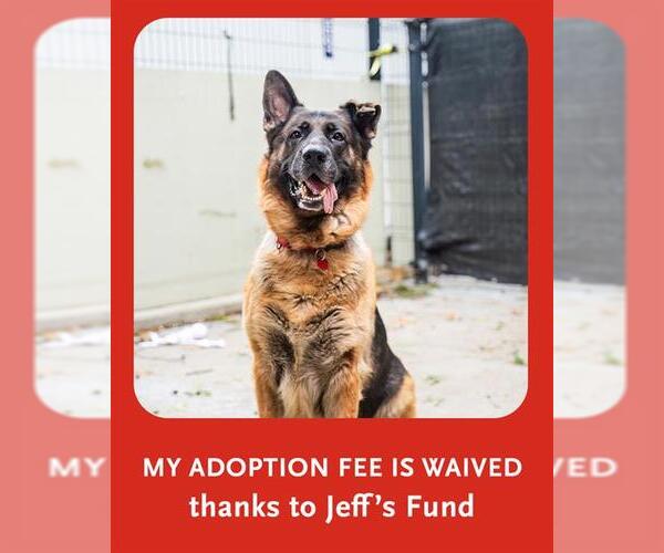 Medium Photo #1 German Shepherd Dog Puppy For Sale in Boston, MA, USA