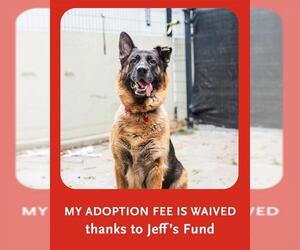 German Shepherd Dog Dogs for adoption in Boston, MA, USA