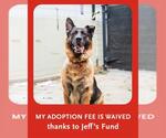 BLUE - Male German Shepherd Dog Dog for Adoption - Small photo