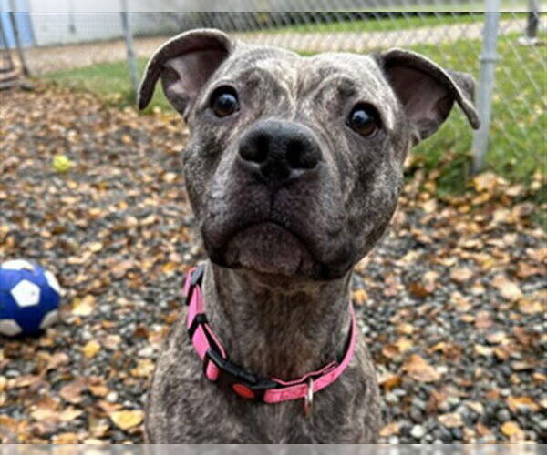 Medium Photo #1 American Pit Bull Terrier-Unknown Mix Puppy For Sale in Anchorage, AK, USA