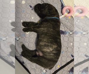 Cane Corso Puppy for sale in CAMBY, IN, USA