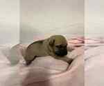 Small Photo #9 Cane Corso Puppy For Sale in CAMBY, IN, USA