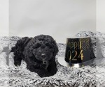 Small Photo #3 Bernedoodle Puppy For Sale in VERONA, MO, USA