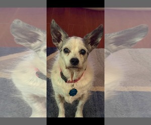Little Bit - Female Chihuahua-Unknown Mix Dog for Adoption - Photo #2