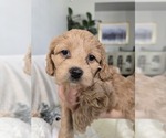 Puppy Lola Cockapoo