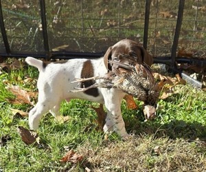 German Shorthaired Pointer Puppy for sale in GIVEN, WV, USA
