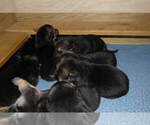 Small Photo #3 German Shepherd Dog Puppy For Sale in BEULAVILLE, NC, USA