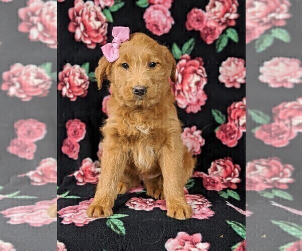 Medium Photo #2 Labradoodle Puppy For Sale in QUARRYVILLE, PA, USA