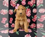 Small Photo #2 Labradoodle Puppy For Sale in QUARRYVILLE, PA, USA