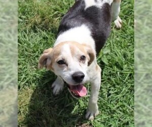 Beagle Dogs for adoption in Dunnellon, FL, USA