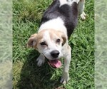 Small Beagle