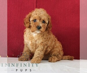 Cavapoo Puppy for sale in GORDONVILLE, PA, USA