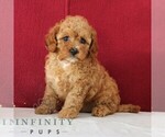Small Cavapoo