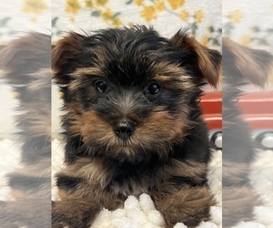 Yorkshire Terrier Puppy for sale in BEECH GROVE, IN, USA