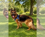Small #1 German Shepherd Dog