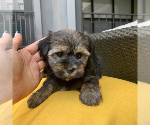 Medium Photo #9 Havashire Puppy For Sale in HOUSTON, TX, USA