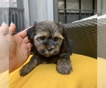 Small Photo #9 Havashire Puppy For Sale in HOUSTON, TX, USA