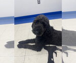 Small #2 Poodle (Standard)