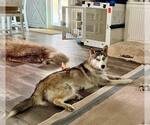 Small #3 Siberian Husky