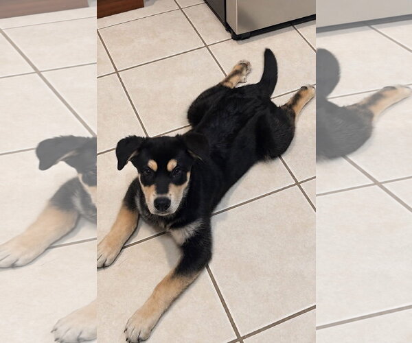 Medium Photo #3 Siberian Husky-Unknown Mix Puppy For Sale in Germantown, OH, USA