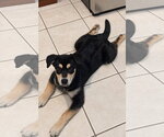 Small Photo #3 Siberian Husky-Unknown Mix Puppy For Sale in Germantown, OH, USA