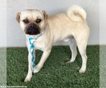 Small Photo #3 Pug-Unknown Mix Puppy For Sale in San Diego, CA, USA
