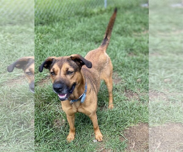 Medium Photo #1 American Bulldog-German Shepherd Dog Mix Puppy For Sale in Glenwood, GA, USA