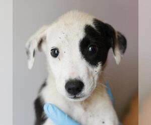 Labrador Retriever-Unknown Mix Dogs for adoption in San Antonio, TX, USA