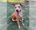Small Photo #2 American Pit Bull Terrier-Unknown Mix Puppy For Sale in Wetumpka, AL, USA