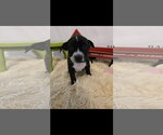 Small #1 American Staffordshire Terrier Mix