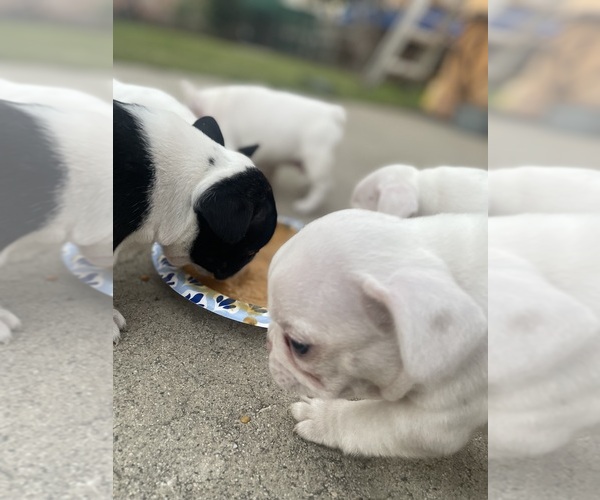 Medium Photo #19 French Bulldog Puppy For Sale in ARLETA, CA, USA