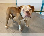Small American Bulldog