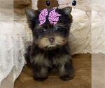 Yorkies - Female Yorkshire Terrier Puppy for Sale - Photo #8