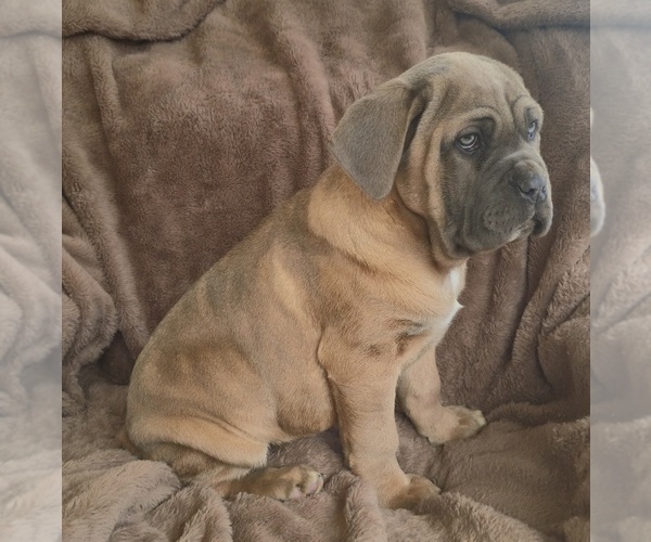 Medium Photo #12 Cane Corso Puppy For Sale in MINERAL WELLS, WV, USA
