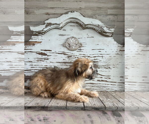 Medium Photo #2 Shih Tzu-Unknown Mix Puppy For Sale in Rockaway, NJ, USA