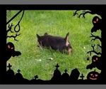 Small Photo #49 Pembroke Welsh Corgi-Scottish Terrier Mix Puppy For Sale in GREELEY, CO, USA